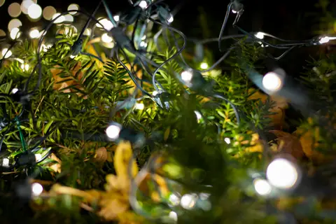LED Christmas lights on a green bush