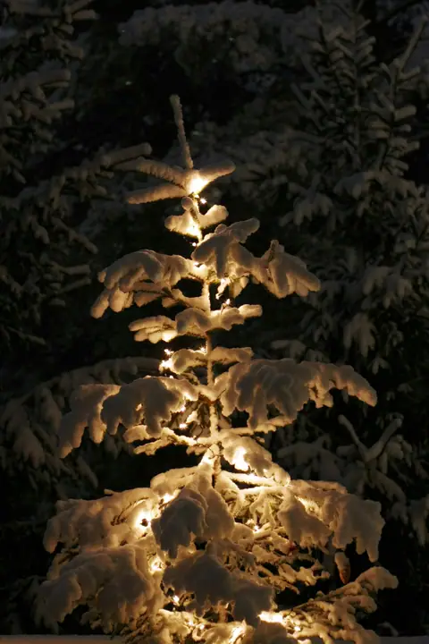Lighted Christmas tree in the snow