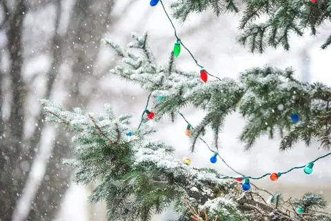 Multicolor lights on a snowy spruce
