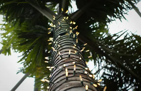 Palm trunk wrapped in string lights