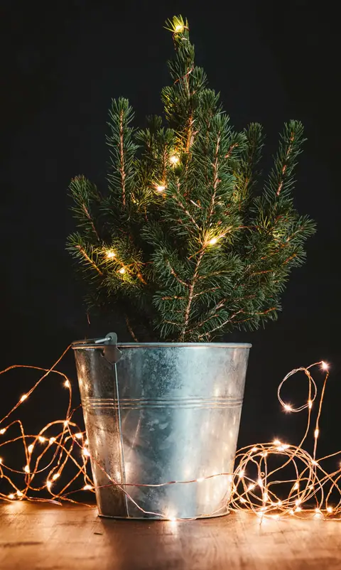 Small lit fir tree in a metal bucket