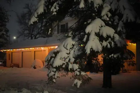 Snow-covered tree in front of a house