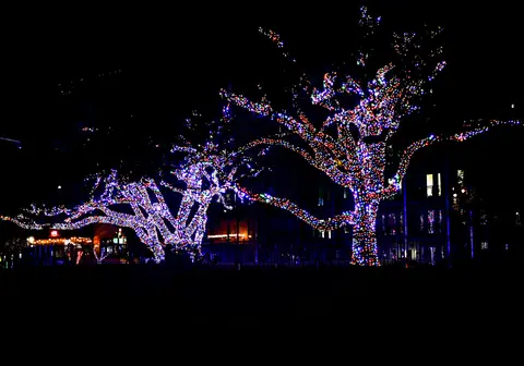 Lit-up tree in a park at night